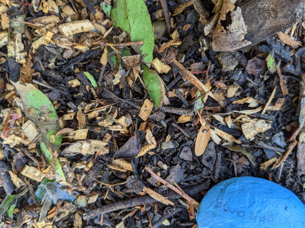 A pea sprout peeking above the surface of the soil.