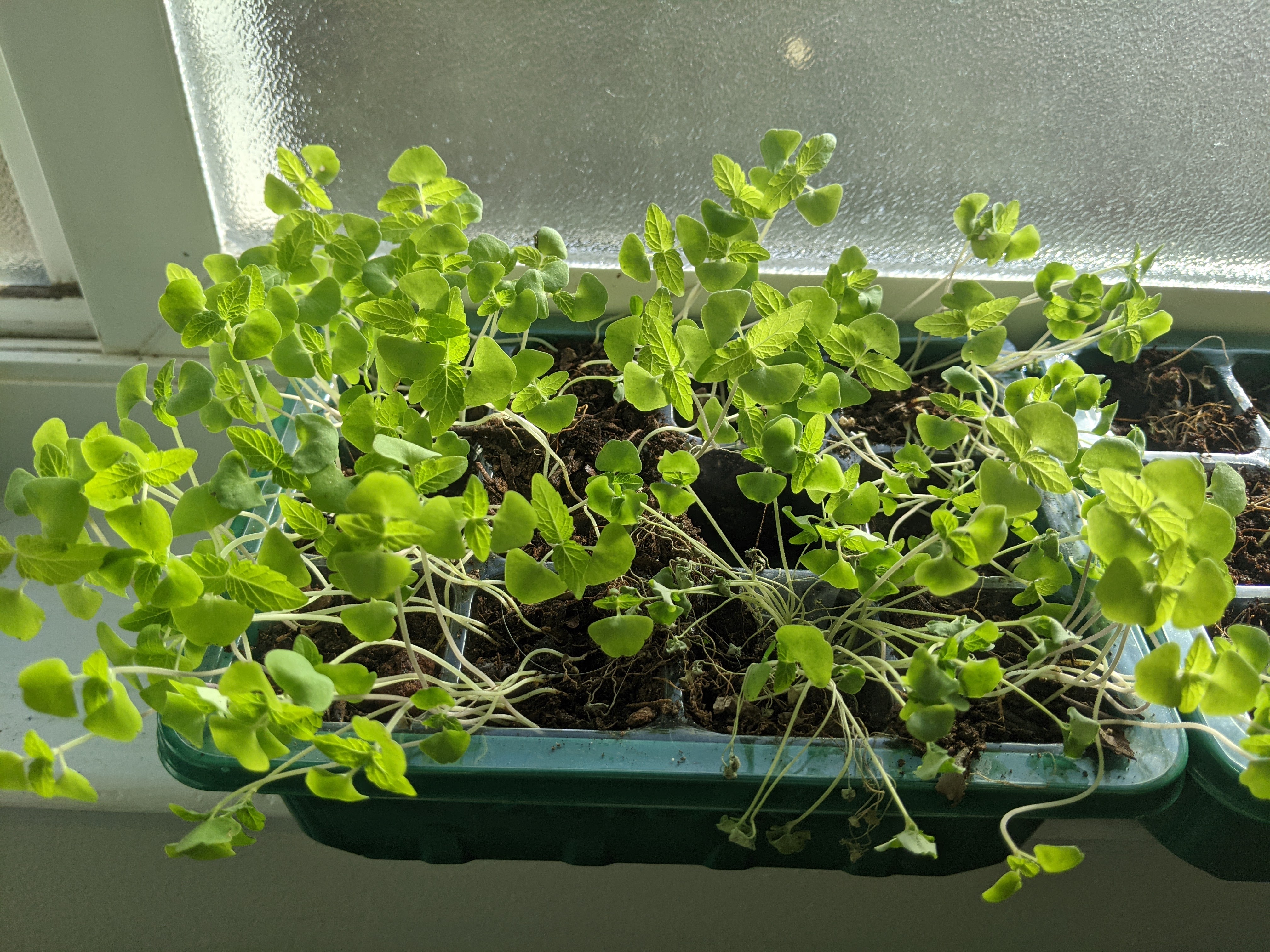Chia sprouts growing in a seed tray.
