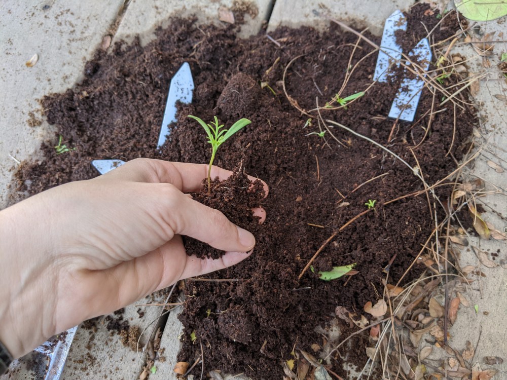 A hand holding a seedling and soil with spilled soil in the background