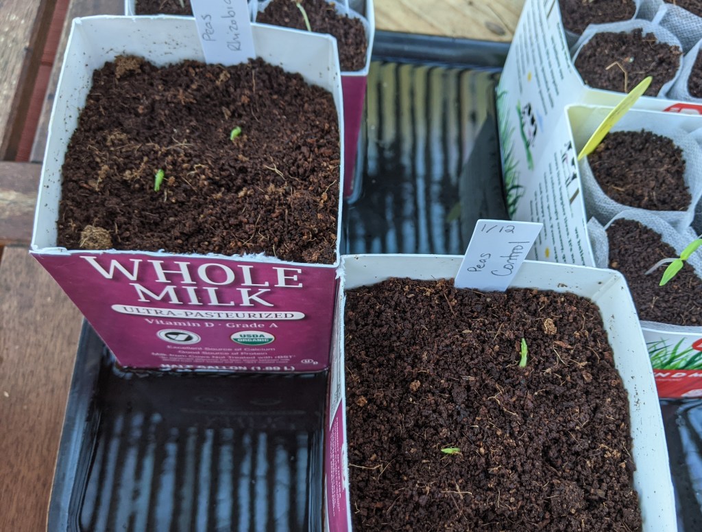 Tiny pea sprouts in milk carton containers