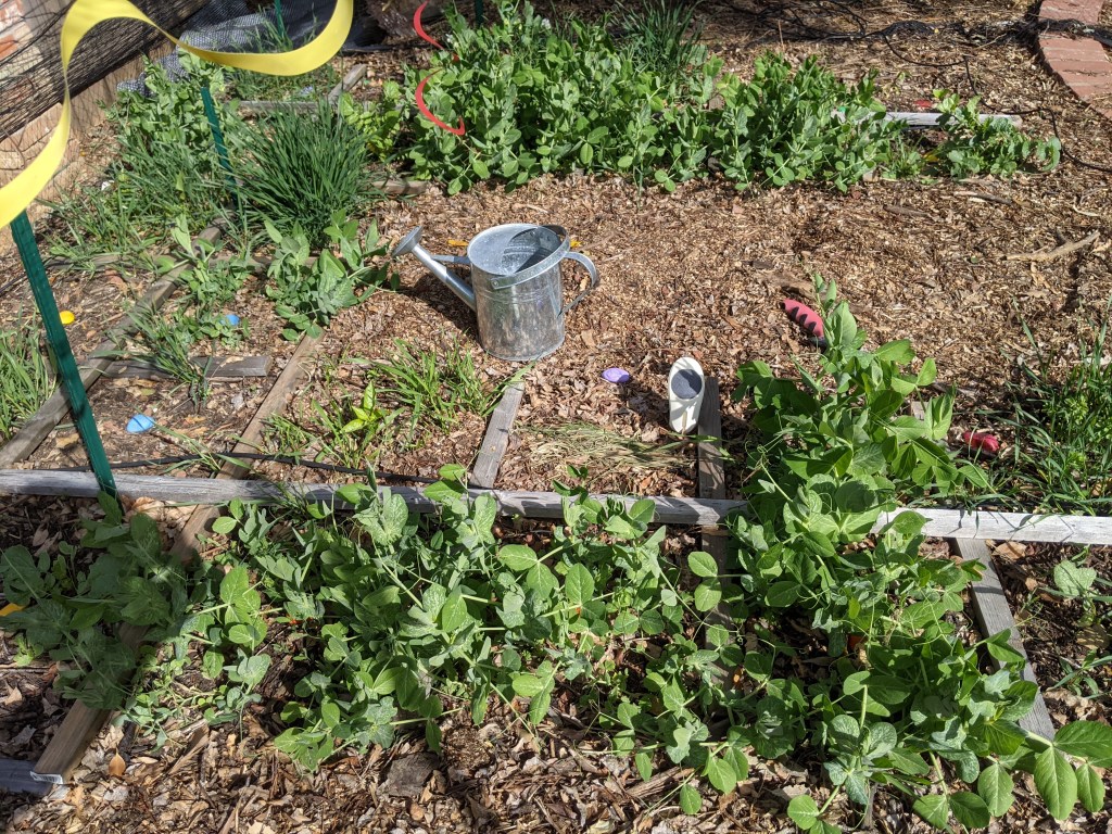 A square foot garden with many squares planted with similar looking peas. a watering can in the aisle.