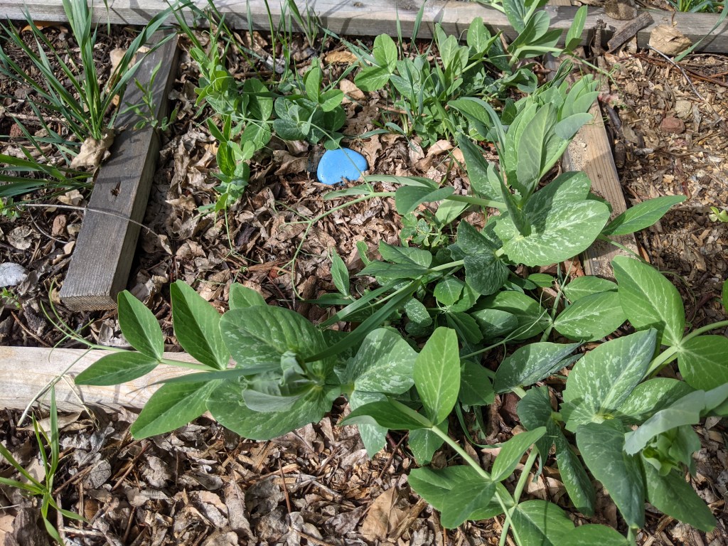 Three "Burpeeana" pea plants in a square foot garden, one a good size and the two others badly stunted. A blue stone garden marker in between the plants.