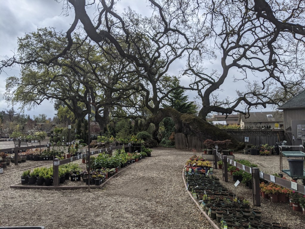 A plant nursery with old growth oak trees in the distance and overhead.