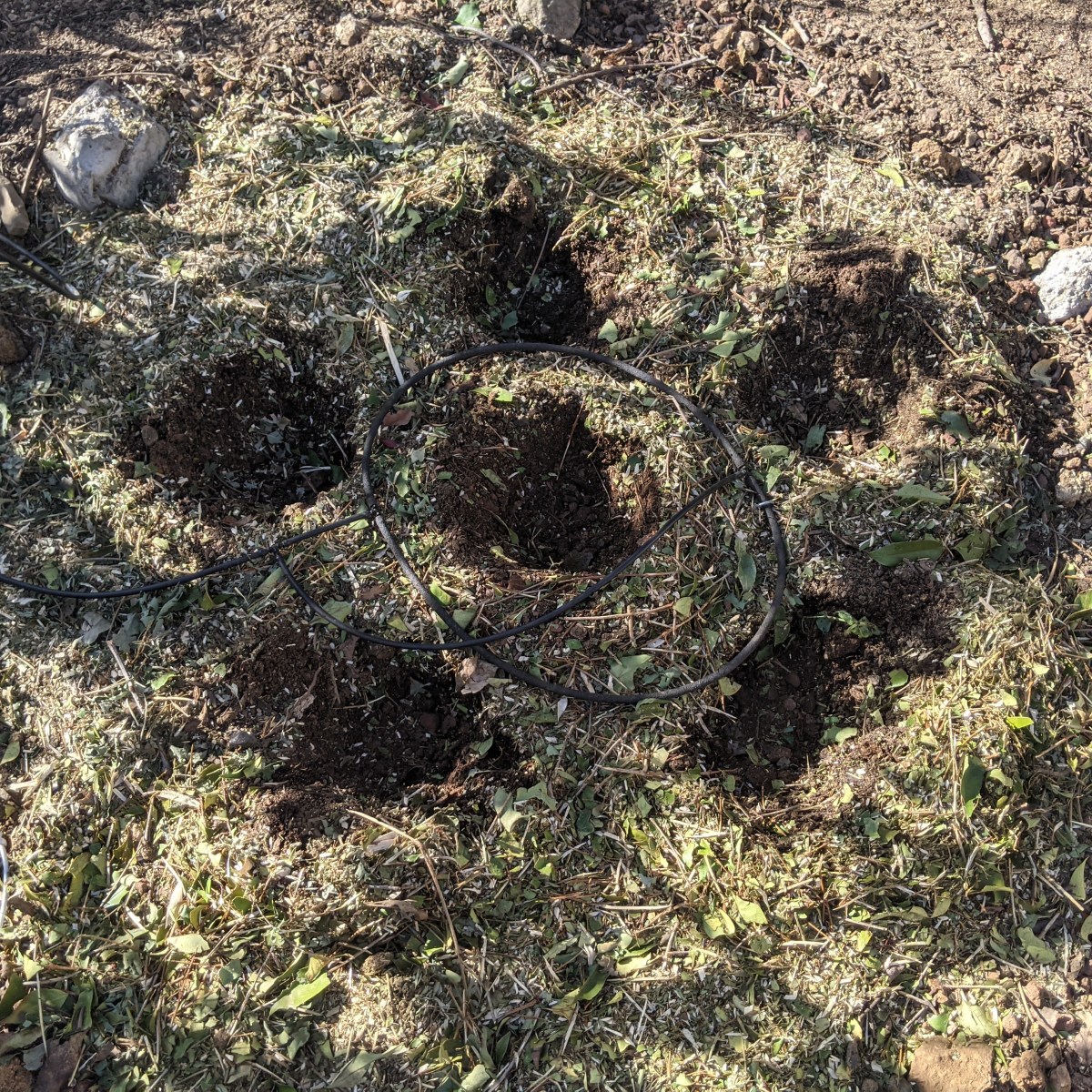 Planting the three sisters, step two.
