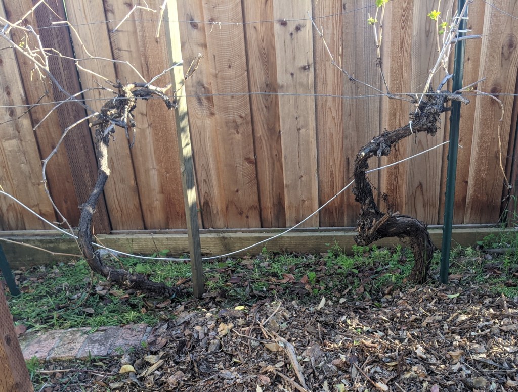 The soil under grape vines with grass clippings scattered over the soil 