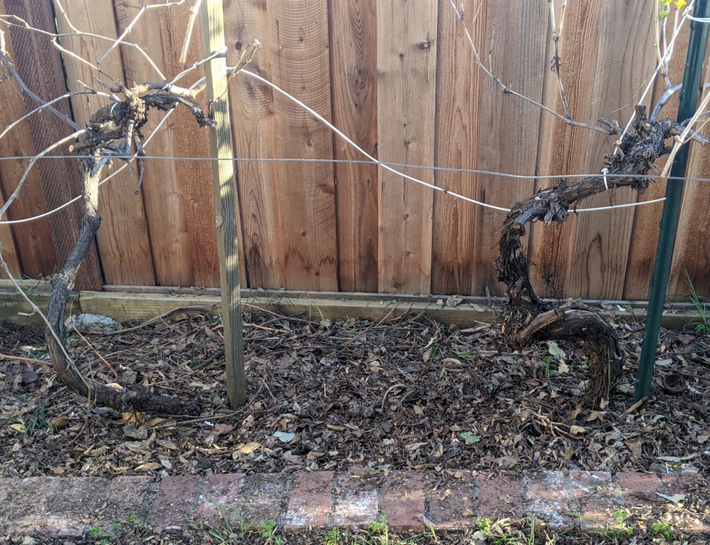 Grape vines with dried leaves spread over the soil 
