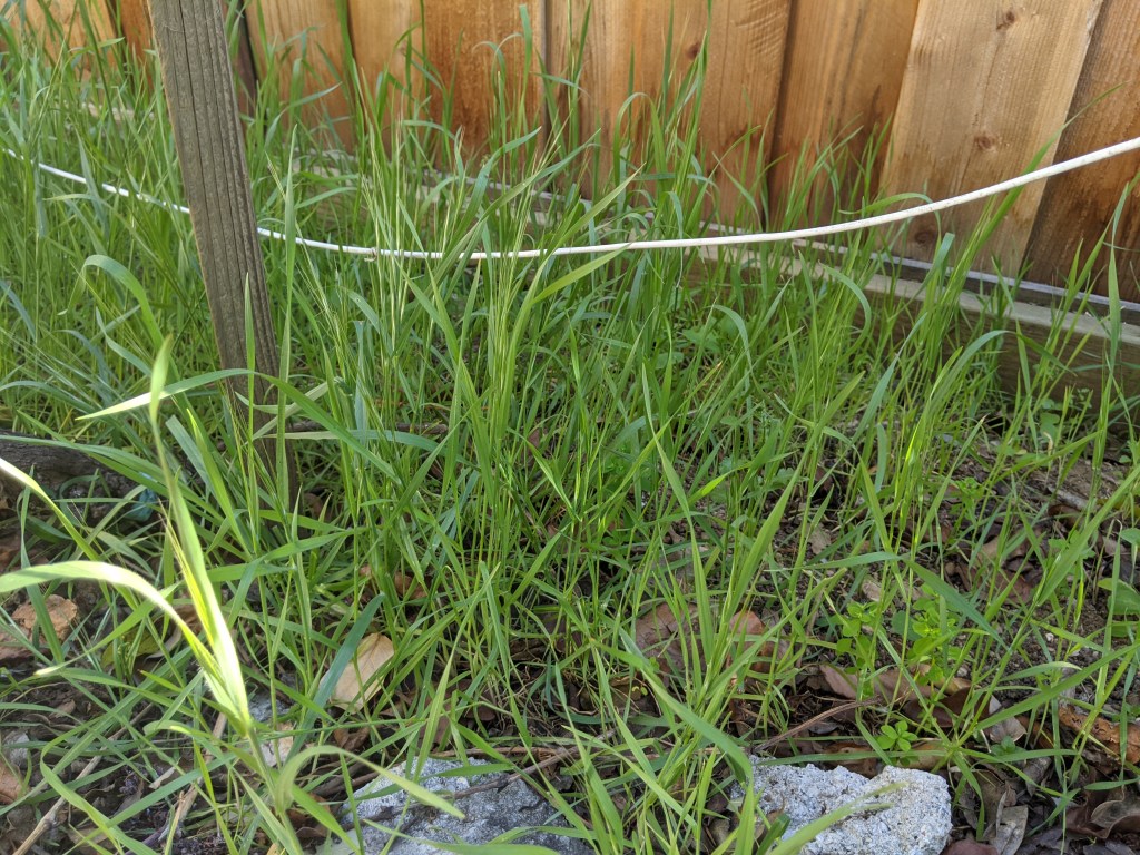 Grasses with foxtail seed heads growing among a vine trellis