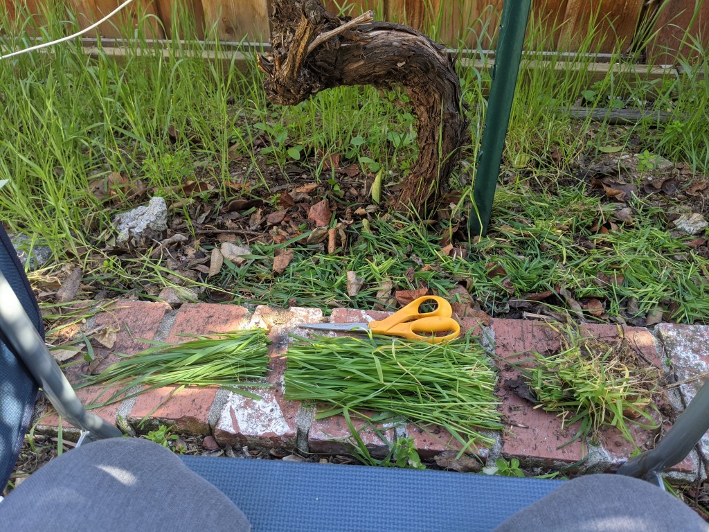 A bundle of green grass, cut into sections with the seed heads, stems, and roots separate. Scissors and grape vines in the background