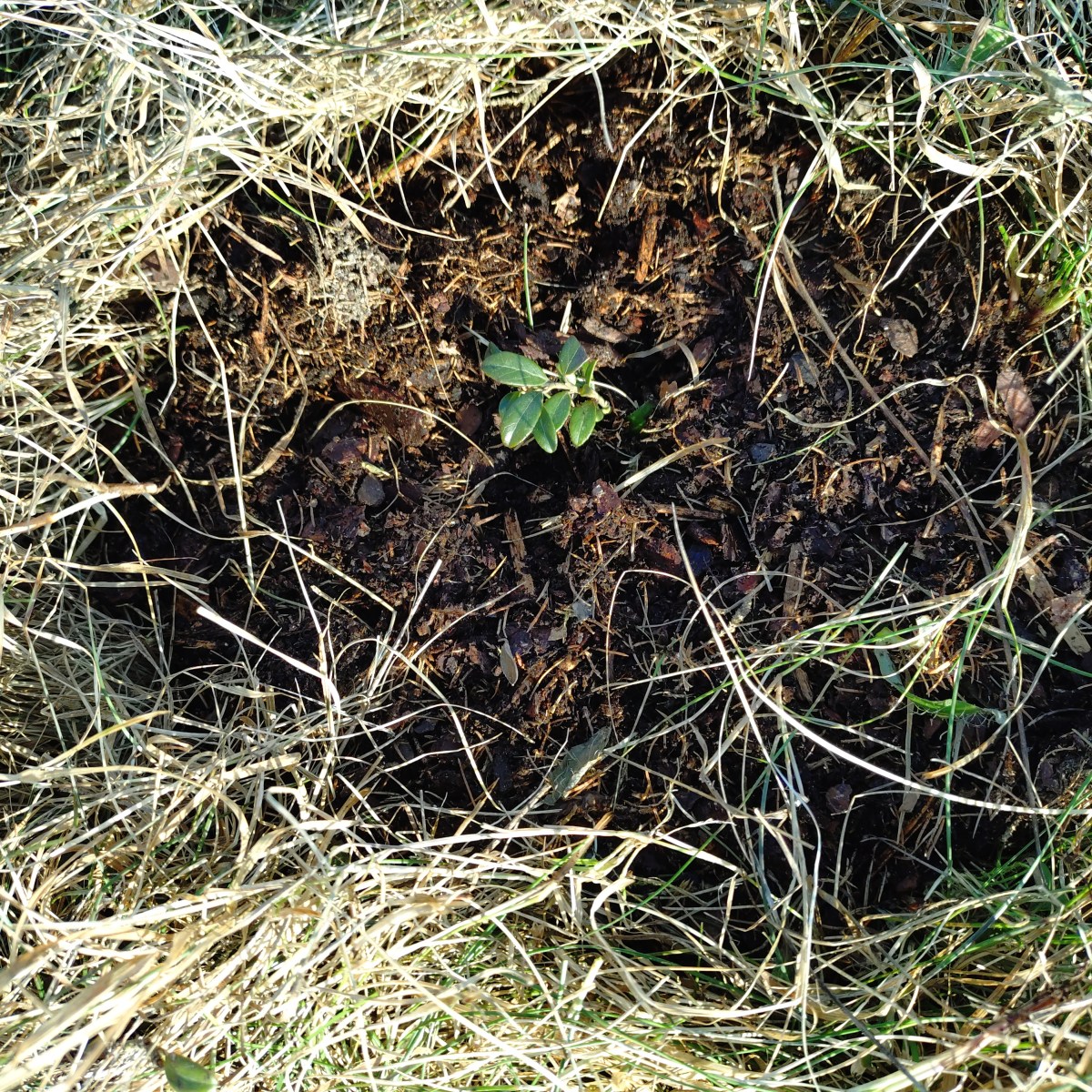 (Norwegian) Spring Has Sprung!