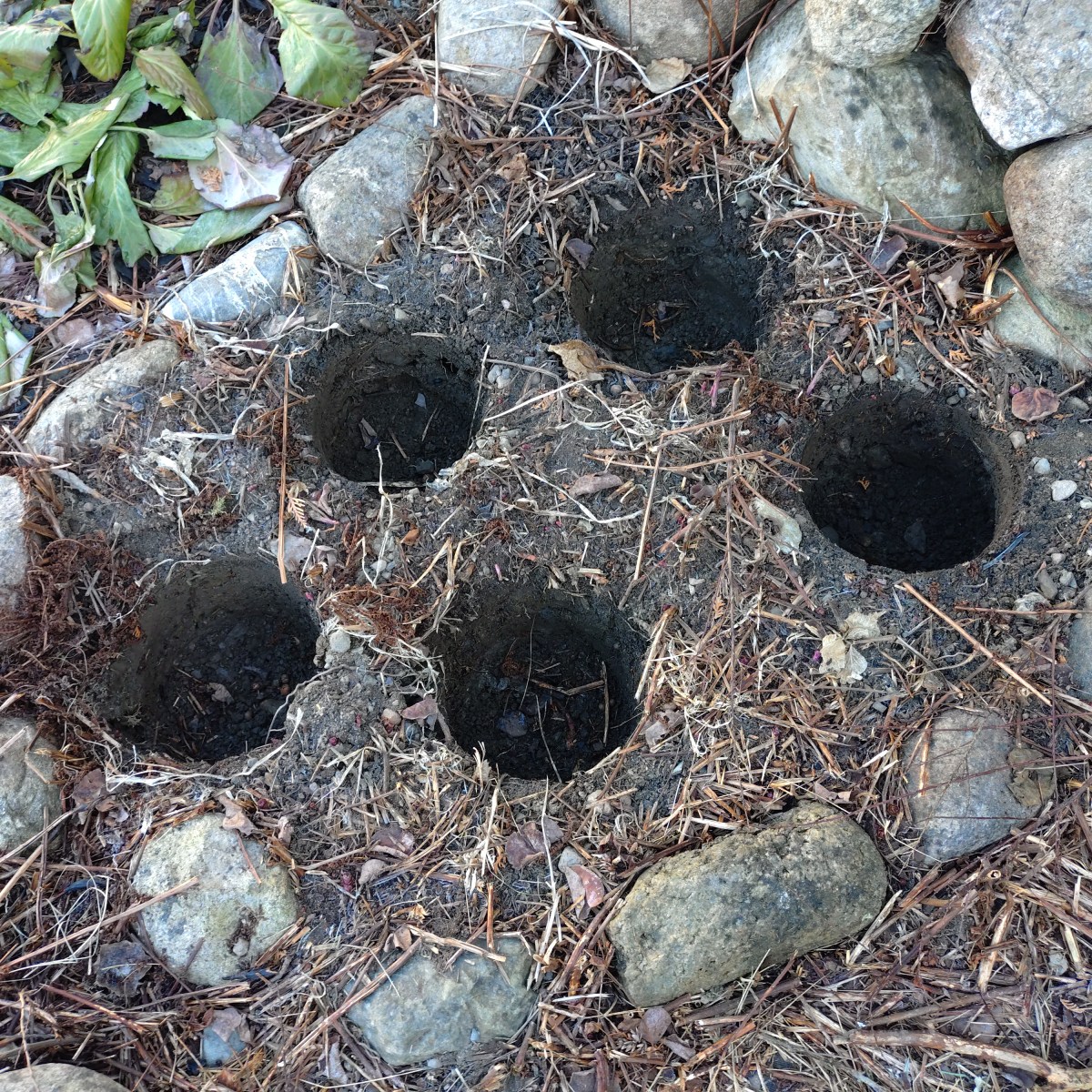 Pot-in-pot gardening for the frozen north.